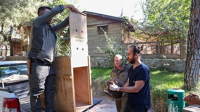 Büyükşehir Doğal Yaşam Parkı’nın tedavi edilen Yılan Kartalı doğaya geri döndü