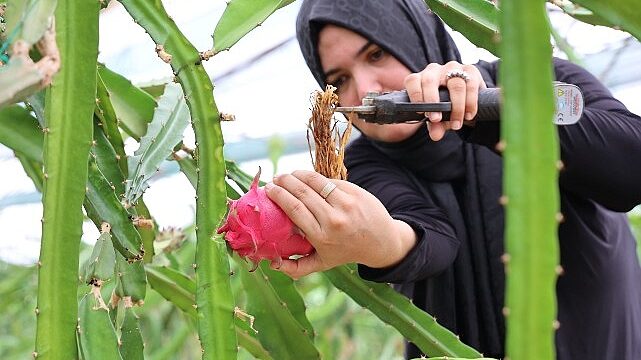 Büyükşehir’den üreticilere katma değeri yüksek alternatif ürün desteği