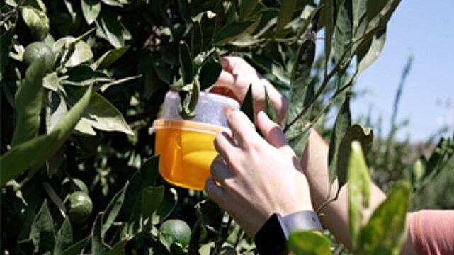 Büyükşehir’den üreticiye Akdeniz meyve sineği ile mücadele desteği
