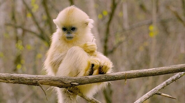 ‘Primatlar Dünyası’, 28 Eylül Pazar 21.00’de National Geographic WILD Ekranlarında!