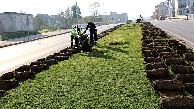 Ağaçlar yeni yerlerinde hayat bulacak