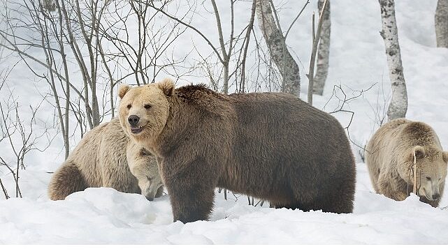 ‘Boz Ayının Kışı’,   7 Aralık Pazar 20.00’de   National Geographic WILD Ekranlarında!