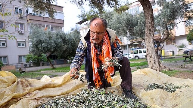 Buca’da zeytin hasadı zamanı