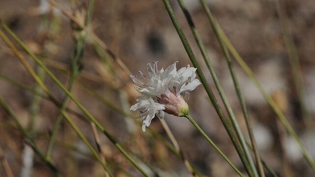 “Çameli pelemiri” bitki literatürüne kazandırıldı