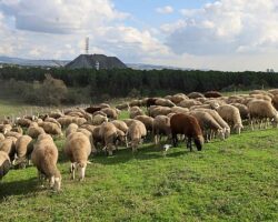Damızlık koç desteği kuzulama oranlarında artış sağladı
