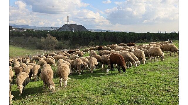 Damızlık koç desteği kuzulama oranlarında artış sağladı