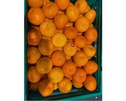 Mandalina ihracatı tarih yazıyor