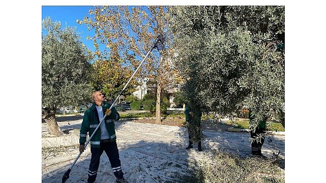 Milas Belediyesi Park ve Yeşil Alanlarda Zeytin Hasadına Devam Ediyor
