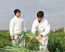 Osmangazi’de Pırasa Hasadıyla Doğallık Sofralara Taşınıyor