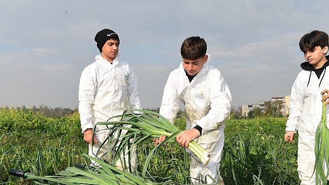 Osmangazi’de Pırasa Hasadıyla Doğallık Sofralara Taşınıyor