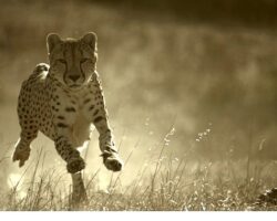 ‘Büyük Kediler Dünyası’,   1 Şubat Pazar 20.00’de   National Geographic WILD Ekranlarında!