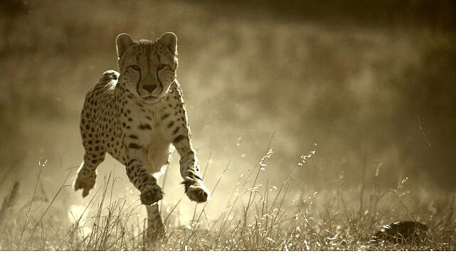 ‘Büyük Kediler Dünyası’,   1 Şubat Pazar 20.00’de   National Geographic WILD Ekranlarında!