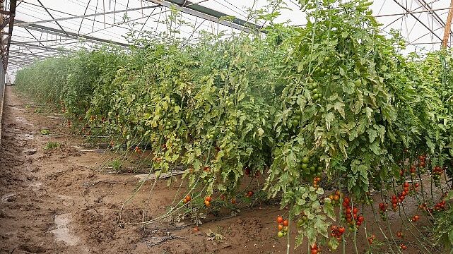 Büyükşehir Belediyesi Aksulu çiftçilerin yanında