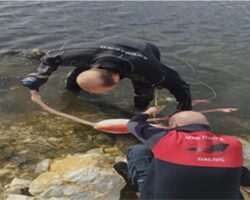 Flamingoya hayat veren kurtarma operasyonu