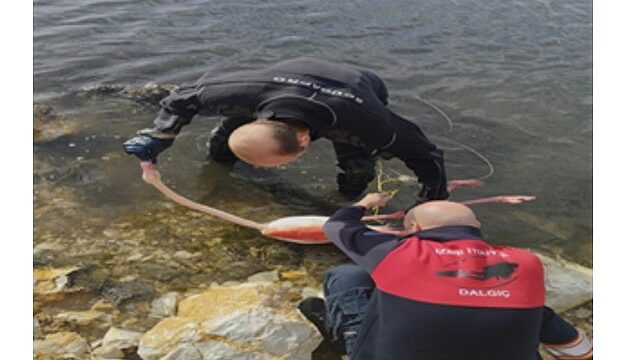 Flamingoya hayat veren kurtarma operasyonu