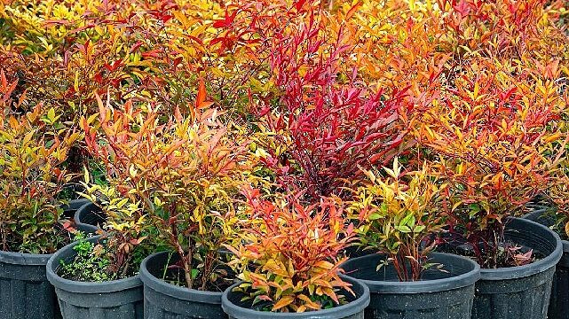 İzmir’in renkleri Büyükşehir fidanlıklarında filizleniyor