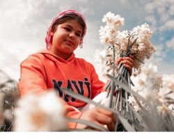 Nergis Kokulu Festival İçin Geri Sayım Başladı: Bayındır Turan Mahallesi Hazır!