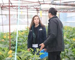 Büyükşehir’den hortum ve fırtınadan zarar gören üreticiye sera naylonu desteği