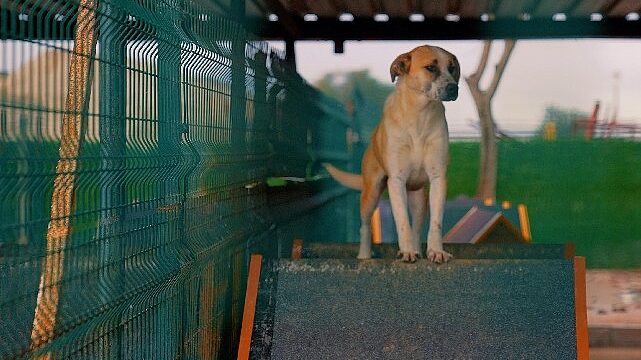 Didim Belediyesi’nden can dostlara sevgiyle hizmet