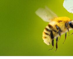 ‘Arıların Gizemli Dünyası’,   7 Nisan Salı Saat 20.00 ve 21.00’de İki Bölüm Art Arda  National Geographic WILD Ekranlarında İzleyicilerle Buluşuyor!