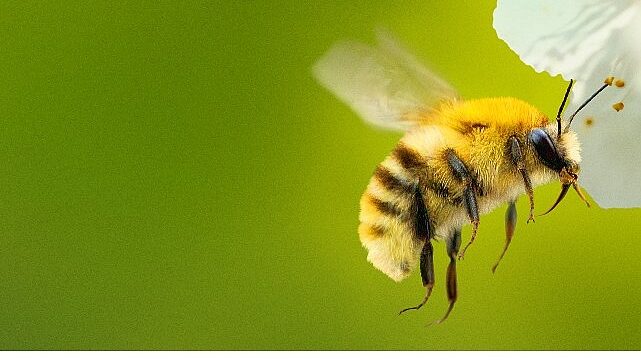 ‘Arıların Gizemli Dünyası’,   7 Nisan Salı Saat 20.00 ve 21.00’de İki Bölüm Art Arda  National Geographic WILD Ekranlarında İzleyicilerle Buluşuyor!