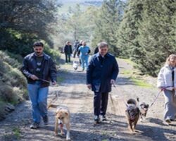 Barınaklardan 3 binin üzerinde hayvan sahiplendirildi