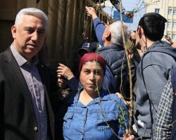 Bergama’dan Üretime Büyük Destek: Ahlat Ağaçları Aşılandı, Binlerce Fidan Dağıtıldı