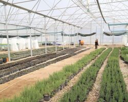 Büyükşehir’den Alanya’nın coğrafi işaretli keçiboynuzuna destek