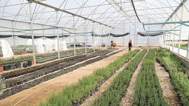 Büyükşehir’den Alanya’nın coğrafi işaretli keçiboynuzuna destek