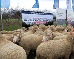 Büyükşehir’den hayvancılığa damızlık koç desteği