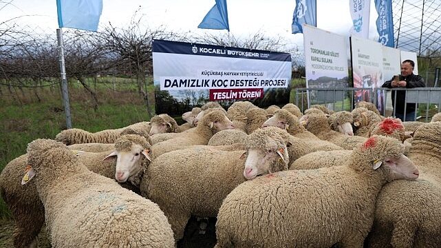 Büyükşehir’den hayvancılığa damızlık koç desteği