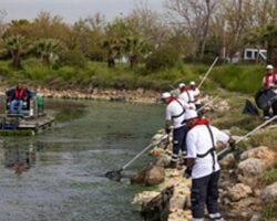 Çakalburnu Lagünü’nden Körfez’e yayılan yosunlara yoğun müdahale