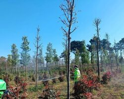 Fidanlara koruyucu müdahale