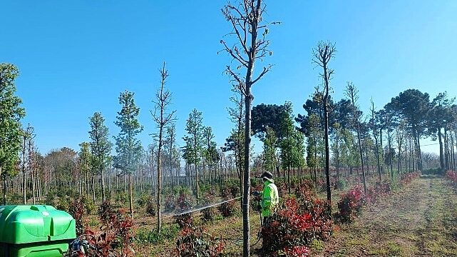 Fidanlara koruyucu müdahale