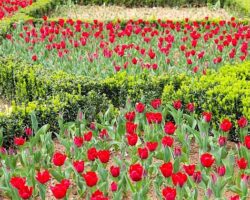 İstanbul’da Renk Cümbüşü: Lale Bayramı 11-12 Nisan’da Kutlanacak