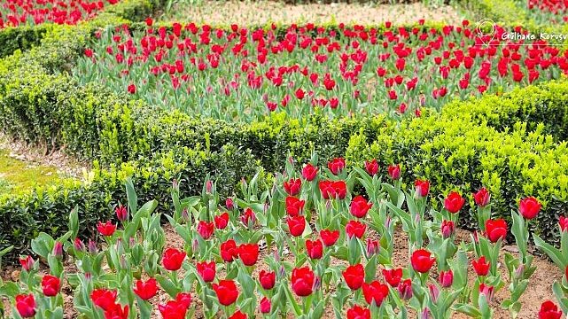 İstanbul’da Renk Cümbüşü: Lale Bayramı 11-12 Nisan’da Kutlanacak