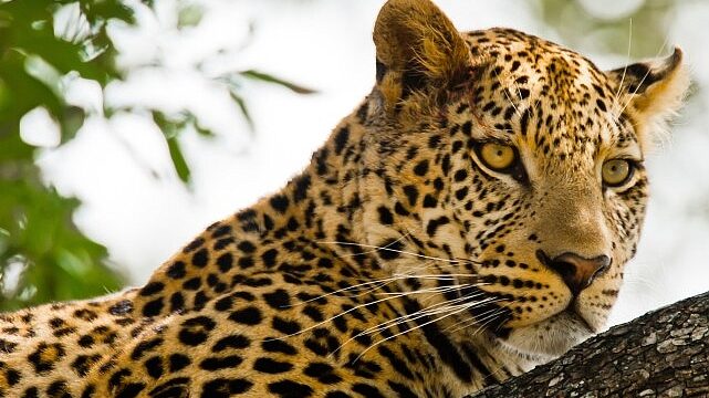 ‘Kalahari: Afrika’nın Gizli Çölü’,   19 Nisan Pazar 20.00’de   National Geographic WILD Ekranlarında İzleyicilerle Buluşuyor!