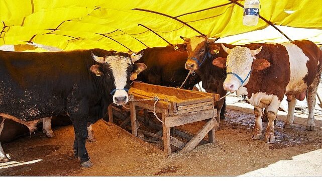 Keçiören’de Kurban Satış Alanı Başvuruları Başlıyor