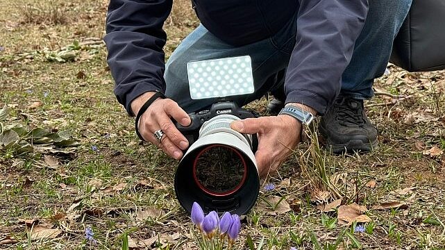 Keltepe Çiğdemi büyüledi