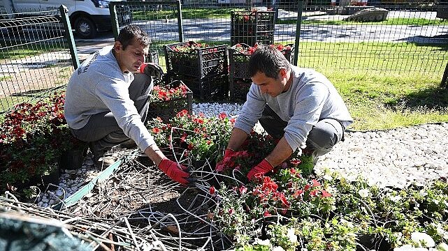 Kemer yaz sezonuna hazırlanıyor: İlçe petunyalarla süsleniyor