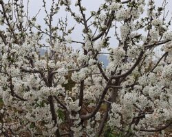 Kiraz hasreti bu sene bitiyor