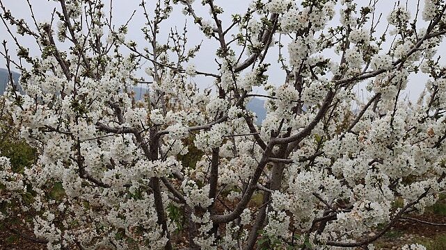 Kiraz hasreti bu sene bitiyor