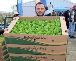Kocaeli’de çiftçilere sebze fidesi desteği