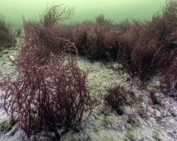 Mekânın sahipleri geri döndü