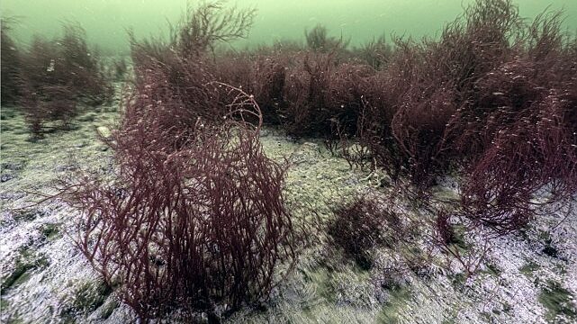 Mekânın sahipleri geri döndü