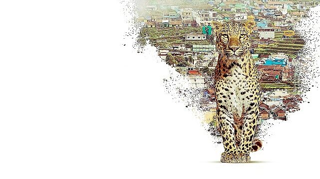 Nilgiri Dağlarını Keşfe Çıkaran   ‘Nilgiris: Mavi Dağların Hikayesi’,   22 Nisan Çarşamba 20.00’de   National Geographic WILD Ekranlarında!