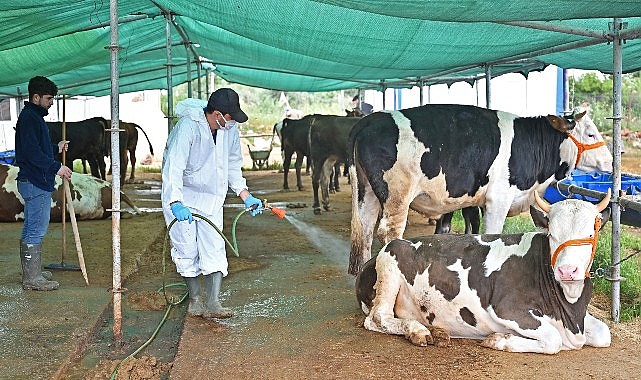 Büyükşehir’den kurban satış alanlarında ilaçlama
