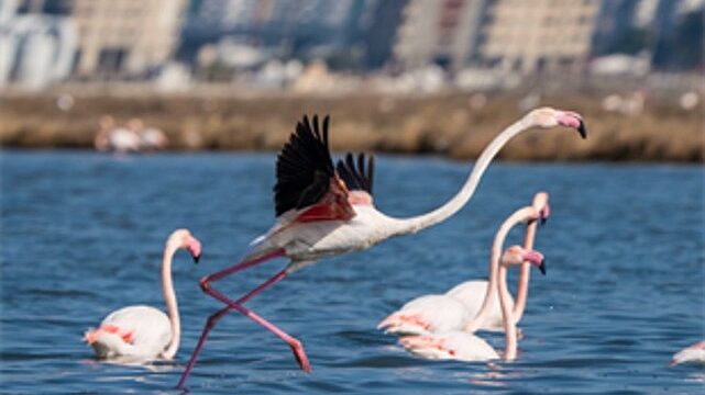 Flamingo Yolu turları bayramda da devam ediyor