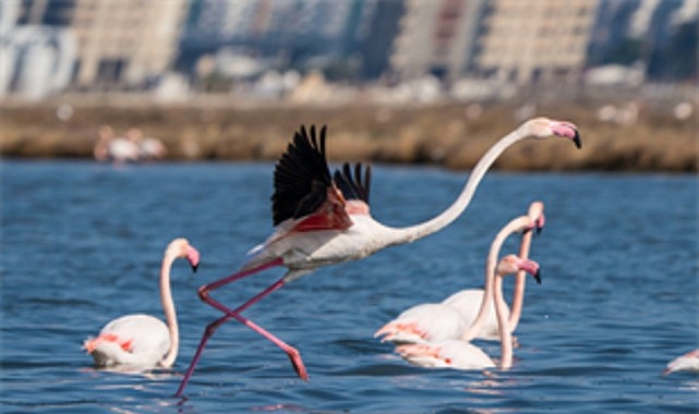 Flamingo Yolu turları bayramda da devam ediyor