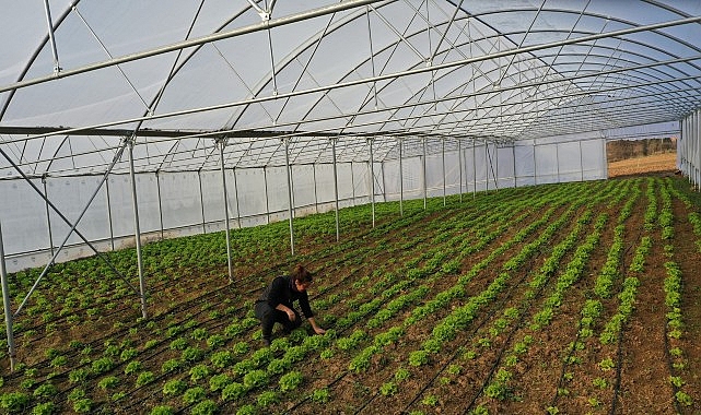 Kocaeli’de seracılık, Büyükşehir’le yaygınlaşıyor